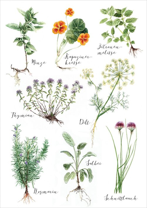 Herbal Poster - Plakatcph.com - posters, posters and home designs
