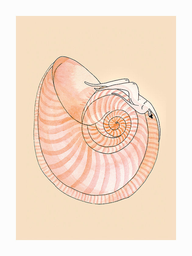 Seashell Symphony poster - Plakatcph.com - posters, posters and home designs