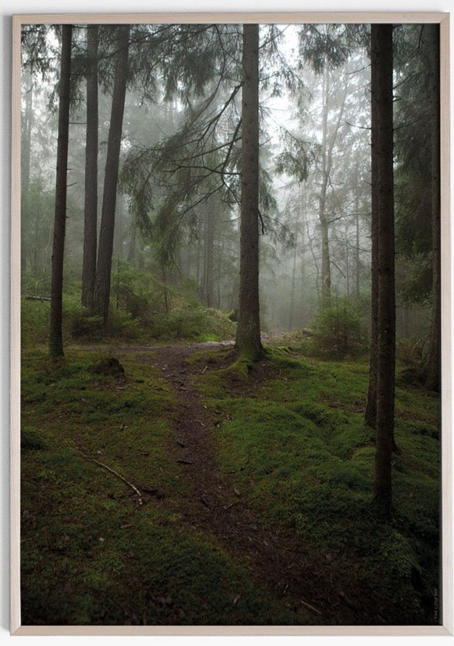 Forest Trail Photo Poster - Plakatcph.com - posters, posters and home designs
